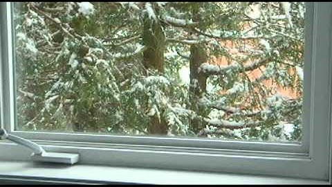 Cardinal Fighting its Reflection.avi