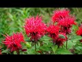 Monarde plante mdicinale