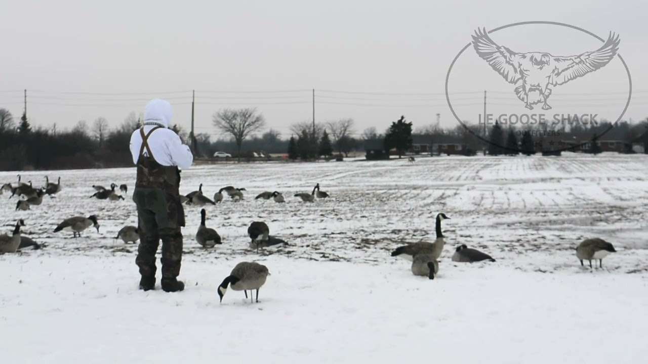 Ontario Late Season Goose Hunting 1er mars 2022 avec YouTube