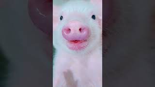 Pink nose 🥰🥰 #pinknose #pig #shorts