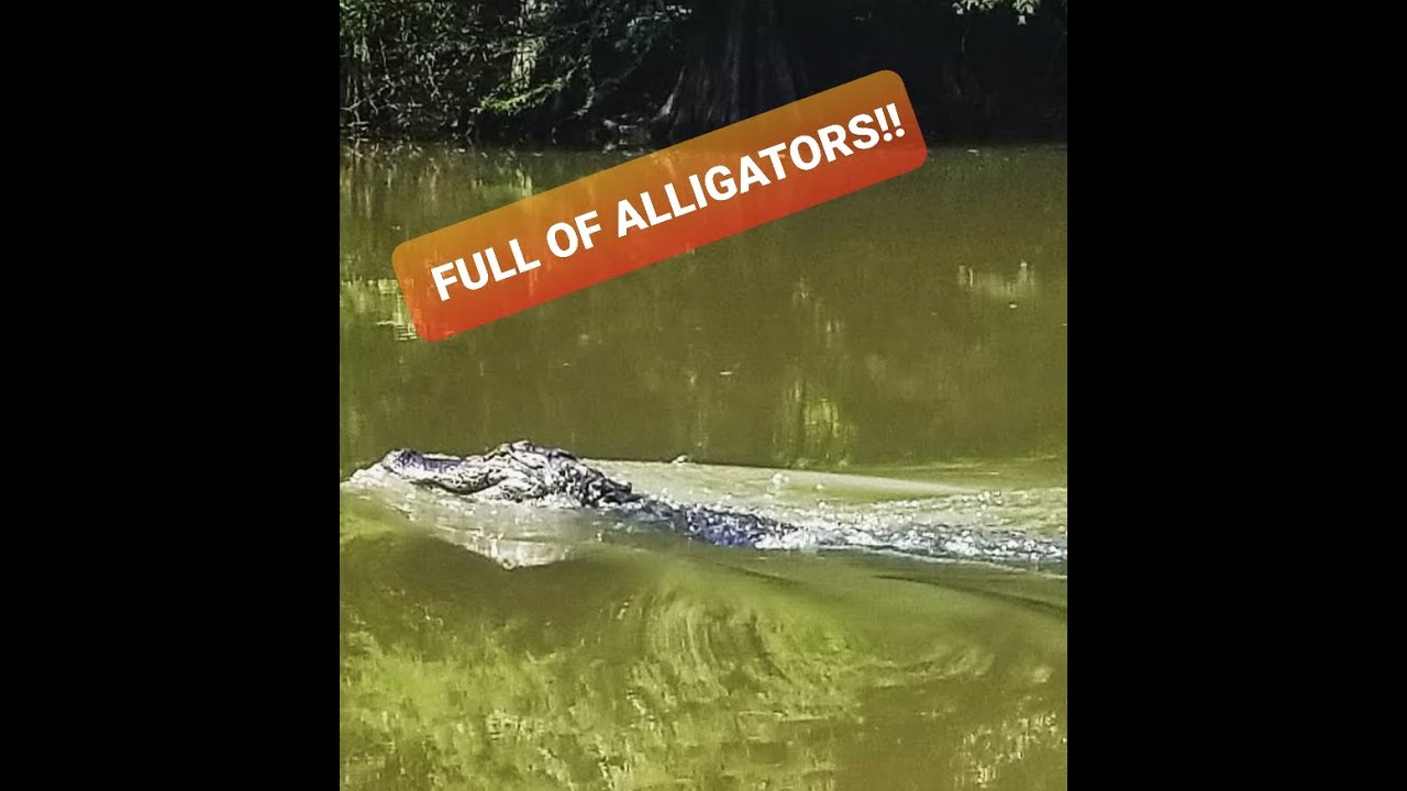 Largemouth Bass And Largemouth Alligators At Millwood Lake Arkansas!