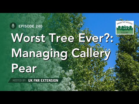 Worst Tree Ever - Managing Callery Pear - Episode 240