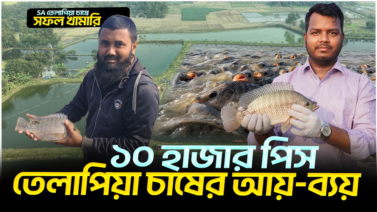 ১০ হাজার তেলাপিয়া চাষের আয়-ব্যয় || Shakib AGRO || মনোসেক্স তেলাপিয়া চাষ || Monosex Tilapia fish