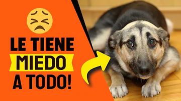 ¿Por qué mi perro se asusta en público?