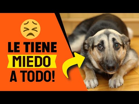 Video: Razones por las que los perros tienen miedo de los sombreros