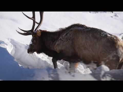 Yellowstone Winter 2017