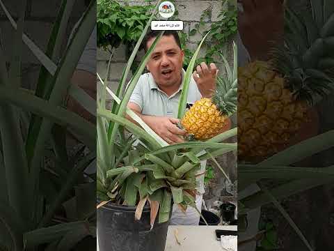 علامات نضج الاناناس