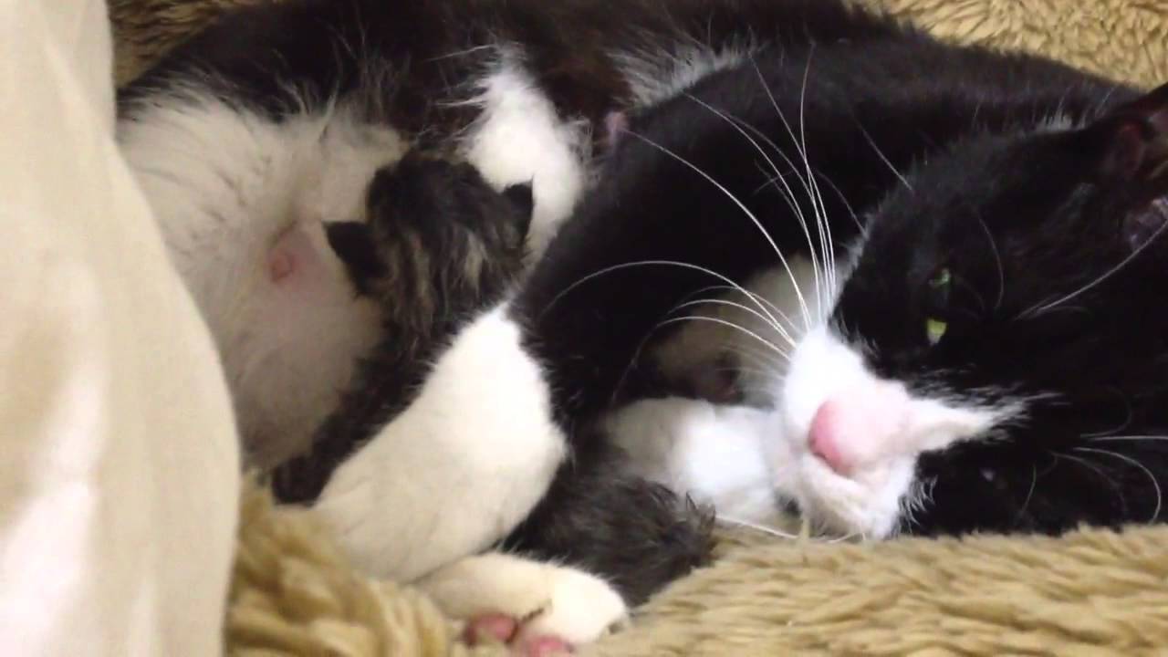 飲む生酵素 産まれたての赤ちゃん猫、早速お乳を飲む kitten drinking breast milk