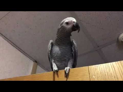 Попугай кузя утопил. Попугай ара кузя поет утром. Кузя ожереловый. Кузя ожереловый. Попугаи в лондоне.