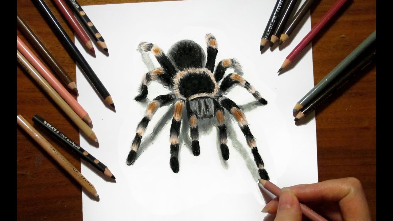 3D Drawing Tarantula Spider in Colored Pencil - Speed Draw | Jasmina Susak