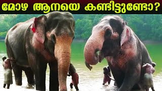 മോഴ ആനയെ കണ്ടിട്ടുണ്ടോ ? Have you seen the Tuskless Male Elephant ? | Vava Suresh | Snakemaster