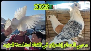 أسعار الحمام الزينة بسوق الشراقة 2023/جميع أنواع الحمام موجودة/حمام الزاجل/الخنيسي/الرافينو/القرقيرو