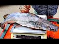 Giant Sperata Aor Long-Whiskered Fish Cutting Skills In Fish Market | Ayre Fish Cutting