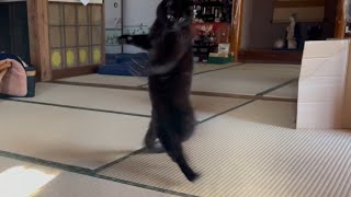 猫と光のワルツ　The Waltz of Cat and Sunlight by Momo Ten Kuuももと天空 45,556 views 1 month ago 3 minutes, 34 seconds
