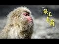 《猴王争霸》太行猕猴的王位之争 | CCTV纪录