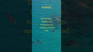 Navigating the Seas: How Dolphins Use Echolocation 🐬 #facts #animals #dolphin #nature