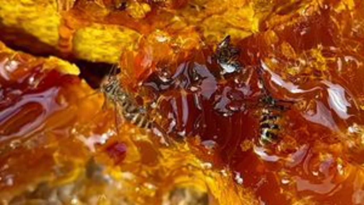 又馨香又甘甜的蜂蜜#记录我的大山生活 #新农人计划2023