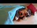 Cute Kitten Hugs His Teddy Bear