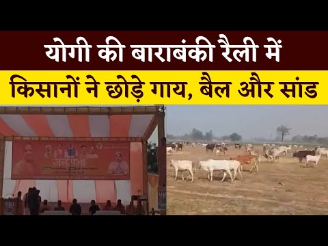 Viral Video: योगी की बाराबंकी रैली में गुस्साय किसानों ने छोड़े गाय, बैल और सांड | UP Elections