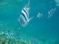 Hurghada, Egypt - snorkeling and feeding fish near the Utopia Island