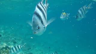 Hurghada, Egypt - snorkeling and feeding fish near the Utopia Island