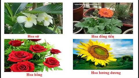 LTVC Vị ngữ trong câu kể Ai thế nào? - Tiếng việt lớp 4