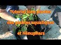 Tutoriel bien planter des plantes aquatiques et nnuphars