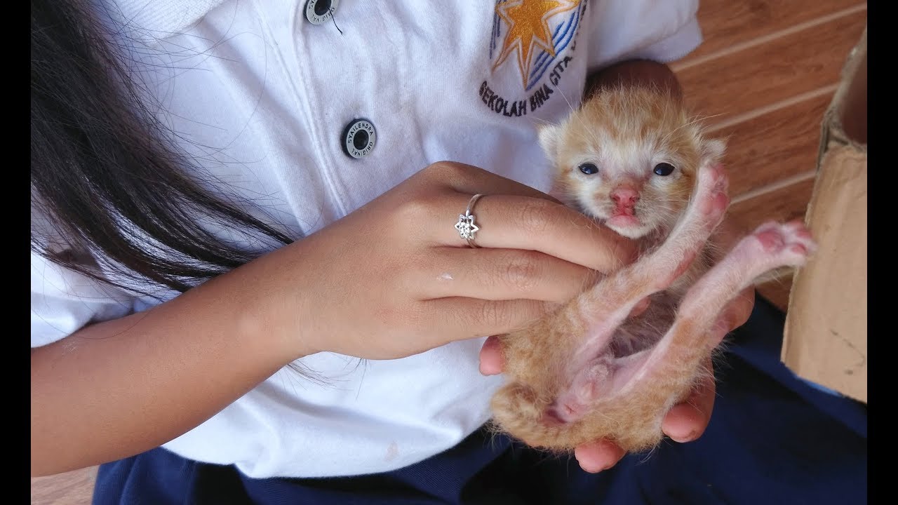 Nemu Anak Kucing Lucu Dan Imut Cute Newborn Kitten Youtube