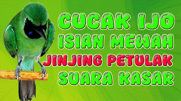 ISIAN YANG LAGI VIRAL, JINJING PETULAK..!! #cucakijo #cucakijonembak #isianjinjingpetulak