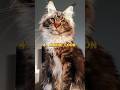 Top 5 Most Beautiful cats breeds in the world #shorts #viral #funnyshorts  #cowmandi2023 #123go