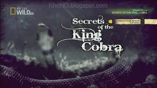 Animal Documentary 2015| Secrets of the King Cobra| National Geographic