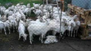 Козья ферма на Балкере - начало Лукоза Козья ферма на Балкере - начало Лукоза