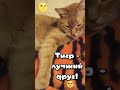 Когда  тигр - лучший друг. #cats #коты #кошки #KisstheRain #yiruma #моимдрузьям