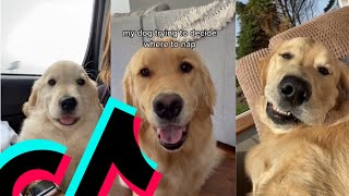 The Most Beautiful Golden Retriever TikTok Compilation | Dogs Of TikTok