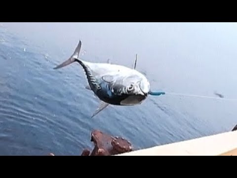 #tunafishing #fishing #catchandrelease