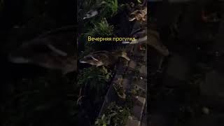 #вечер #осень #жизнь #здоровье