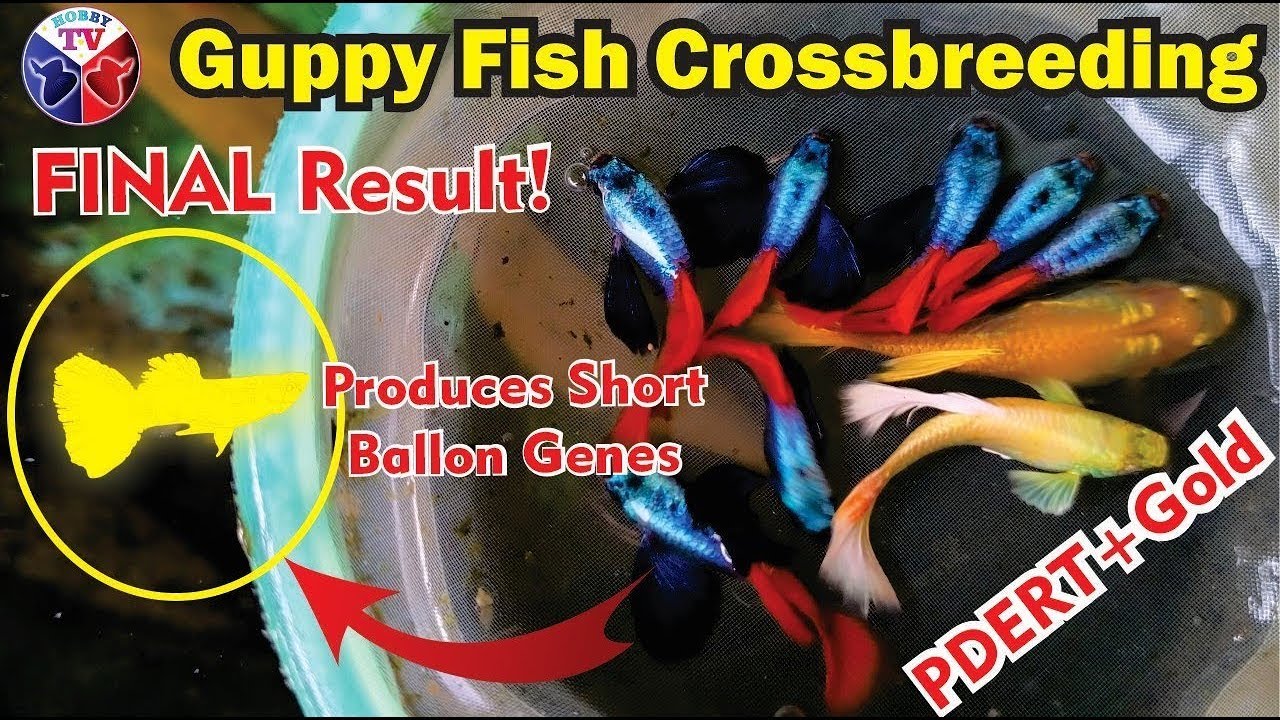 Guppy Fish Crossbreeding | Gold and PDERT Final Result