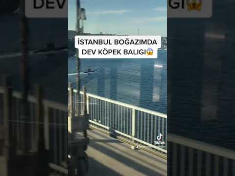 Video: Las-Veqasda Shark Reef Akvariumunda Köpək Balığı ilə Dalış