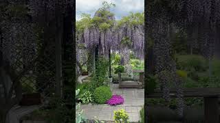 Ось така краса в мене на дачі! Запрошую! #дача #garden #wisteria