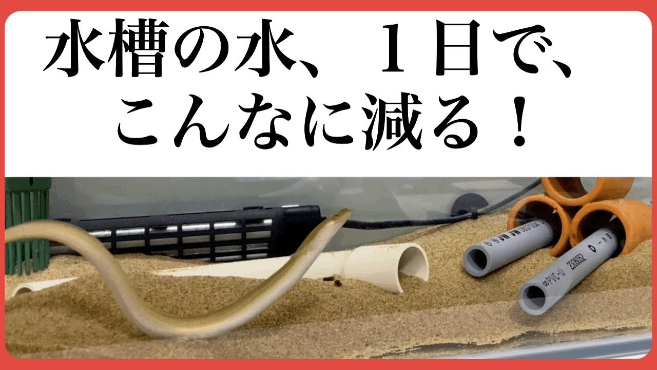 【検証】水槽水の【蒸発】、加湿器要らないじゃん！まさかこんなに減るとは！
