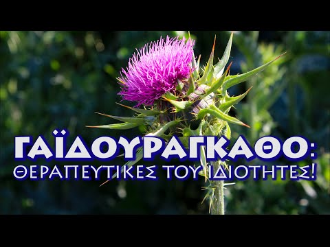 Βίντεο: Φύλλα ηλίανθου: περιγραφή και φαρμακευτικές ιδιότητες