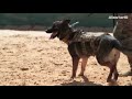 Working Dog Demo