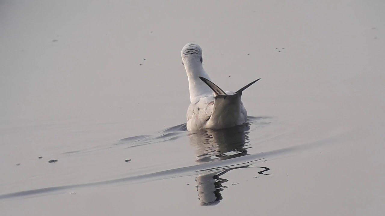 Black-headed Gull 