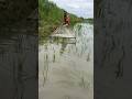 Village push net fishing video