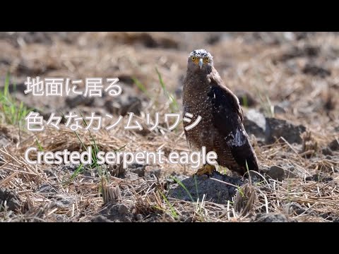 【地面に居る】色々なカンムリワシ Crested serpent eagle