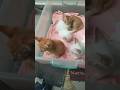 Cats & kittens are 788 & 705 & 604 & 587 & 539 & 463 & 348 & 310 & 210 & 80 & 59 & 371 & 304&202&168