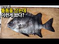 [약혐주의] 이런 수산물 먹어도 되나요?(입문철TV  EP. 012)