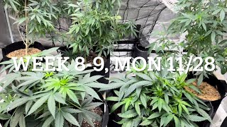 #420GTGT Afgoo OD - week 8-9