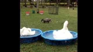 Geese bathing and ducks doing their love dance! by Sarina Maynor 496 views 9 years ago 13 seconds