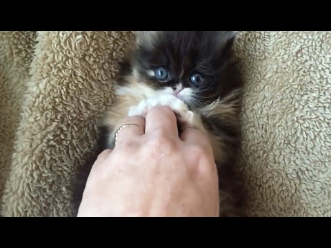 Kittens Love Tickling